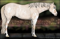 Horse Color:Red Dun Ice Splash Rabicano 