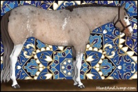 Horse Color:White Spotted Brown Roan Dun Varnish 