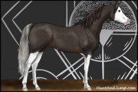 Horse Color:Liver Chestnut Splash