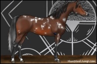 Horse Color:White Spotted Bay 