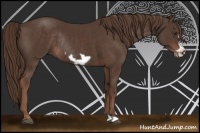 Horse Color:Liver Chestnut Frame Rabicano 