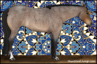 Horse Color:Gray Buckskin Roan Sabino