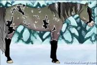 Horse Color:White Spotted Buckskin Dun Sabino Splash 