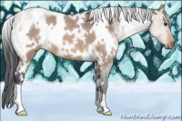 Horse Color:White Spotted Brown Roan Dun 