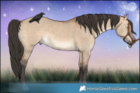 Horse Color:Bay Dun