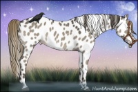 Horse Color:Smoky Grullo Appaloosa 
