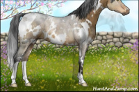 Horse Color:Gray White Spotted Buckskin Dun Mushroom 