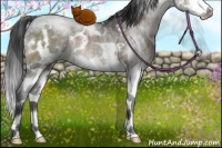 Horse Color:White Spotted Brown Dun Mushroom Splash Rabicano Brindle