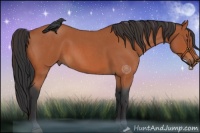 Horse Color:Bay Roan 