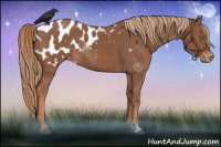Horse Color:Chestnut Appaloosa 