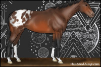 Horse Color:Bay Appaloosa 