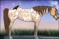 Horse Color:Amber Champagne Roan Appaloosa