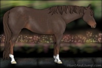 Horse Color:Liver Chestnut 