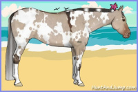 Horse Color:White Spotted Liver Red Dun Appaloosa 