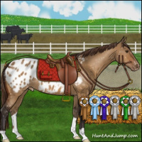 Horse Color:Buckskin Dun Appaloosa 
