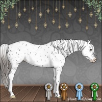 Horse Color:Black Near Leopard 