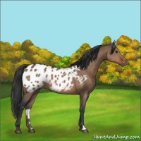 Horse Color:Brown Dun Appaloosa 