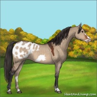 Horse Color:Brown Dun Frame Appaloosa 