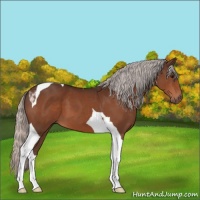 Horse Color:Silver Bay Tobiano