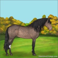 Horse Color:Brown Appaloosa 