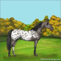 Horse Color:Grullo Appaloosa 