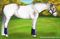 Horse Color:White Spotted Brown 