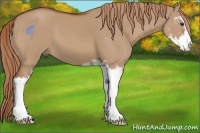 Horse Color:Red Dun Sabino