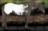 Horse Color:Smoky Black Snowcap 