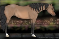 Horse Color:Bay Dun