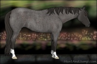 Horse Color:Liver Red Roan 