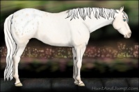 Horse Color:Silver Amber Champagne Pearl Appaloosa 