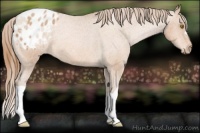 Horse Color:Bay Pearl Appaloosa 