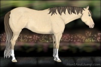 Horse Color:Amber Cream Champagne Dun 