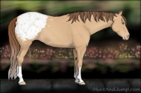 Horse Color:Amber Champagne Appaloosa 