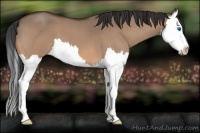Horse Color:Bay Roan Dun Splash 