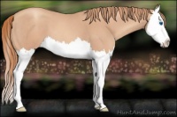 Horse Color:Gold Champagne Roan Splash
