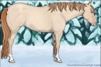 Horse Color:Gold Champagne Roan Dun