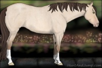 Horse Color:Amber Champagne Roan Dun