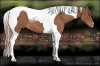 Horse Color:Red Roan Tobiano