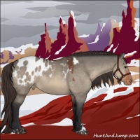 Horse Color:Bay Dun Sabino Appaloosa