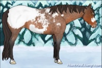 Horse Color:Buckskin Roan Frame Appaloosa 