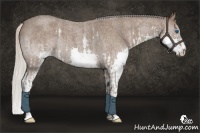 Horse Color:Silver Blue Roan Splash  and Silver Blue Roan Splash 