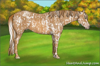 Horse Color:Gray White Spotted Silver Amber Cream Champagne Roan Dun Splash Tobiano Appaloosa  Brindle