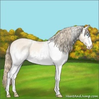 Horse Color:White Spotted Perlino Roan 