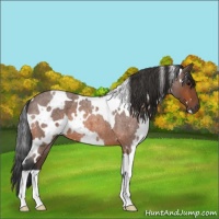 Horse Color:White Spotted Bay Roan 