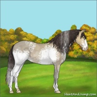 Horse Color:White Spotted Amber Champagne Ice 