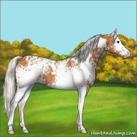 Horse Color:White Spotted Silver Bay 