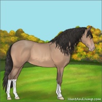 Horse Color:Sable Champagne 