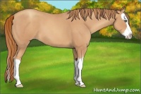 Horse Color:Gold Champagne Roan Splash 