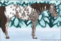 Horse Color:Liver Chestnut Ice Appaloosa Rabicano 